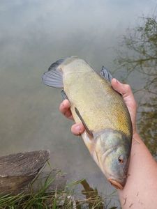 Tench