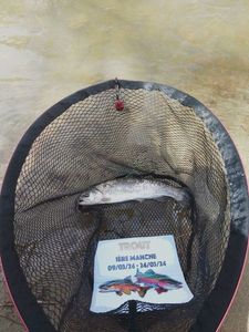 Rainbow Trout