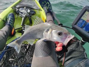 European Bass (Seabass)