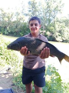 Common Carp