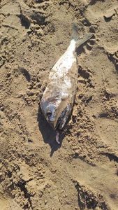 Gilthead Seabream