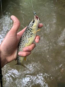 Brown Trout