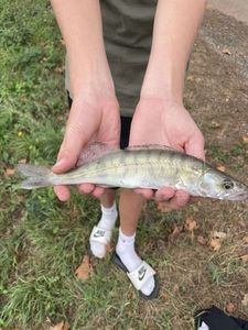 Zander