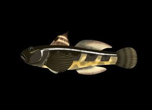 Black Goby