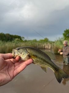 Largemouth Bass