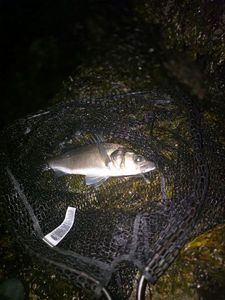 European Bass (Seabass)
