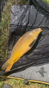 Mirror Carp
