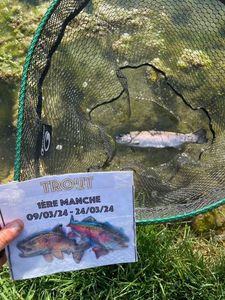 Rainbow Trout