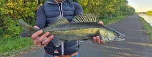 Zander