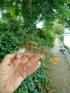 European Perch