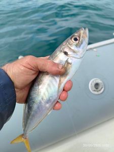 Atlantic Horse Mackerel