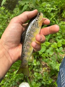 Brown Trout