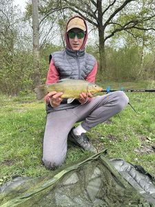 Tench