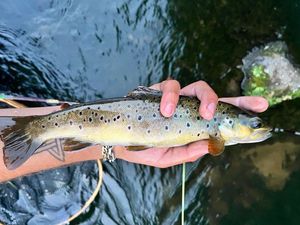 Brown Trout