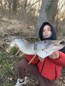 Northern Pike