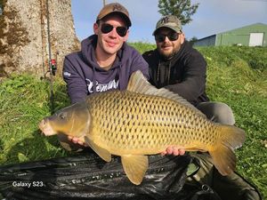 Common Carp