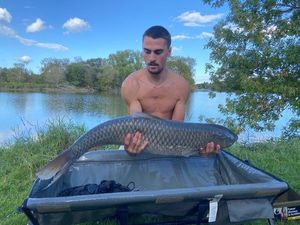 Grass Carp