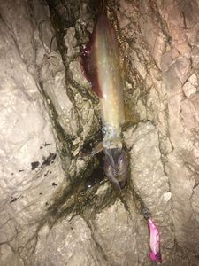 European Squid