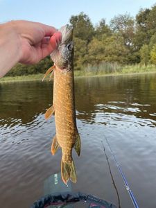 Northern Pike