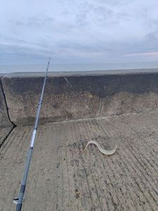 European Eel (Common Eel)
