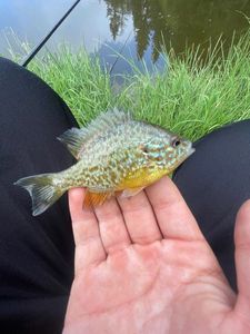 Green Sunfish