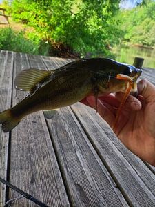 Smallmouth Bass