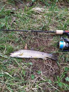 Brown Trout