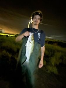 Striped bass
