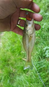 Smallmouth Bass