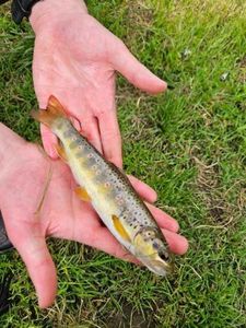 Brown Trout