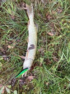 Northern Pike