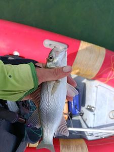 European Bass (Seabass)