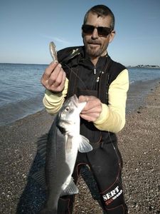 European Bass (Seabass)