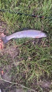 Rainbow Trout