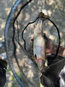 Rainbow Trout
