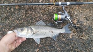 European Bass (Seabass)