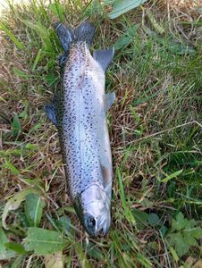 Cutthroat Trout