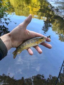 Brown Trout