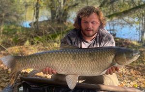 Grass Carp