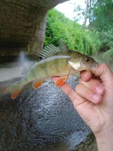 European Perch