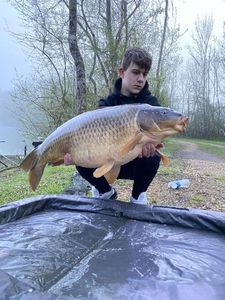 Common Carp