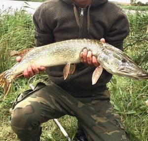 Northern Pike