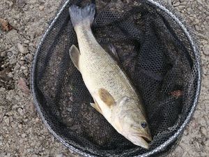 Largemouth Bass