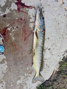Northern Pike