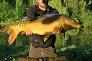 Mirror Carp
