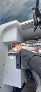 Brook Trout