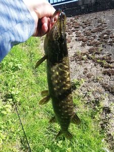 Northern Pike