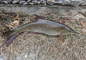 Barbel