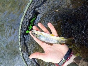 Brown Trout