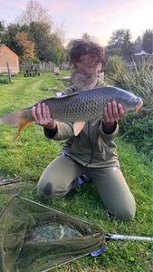 Common Carp
